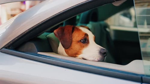 Dog with Head Out Car Window Daytime