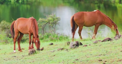 Dos caballos marrones pastando pacíficamente cerca de aguas tranquilas con reflejos verdes