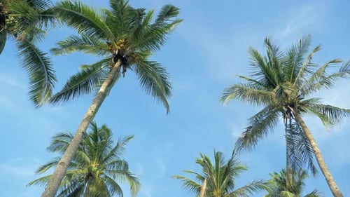 Bottom View of Coconut Palm Trees Forest in Sunshine Palm Trees Against a Beautiful Blue Sky Green