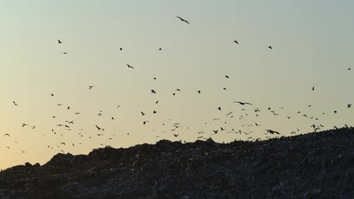 Große Müll- und Müllhalde voller Vögel und Tiere. Kontaminierte Erde und menschliches Produkt...