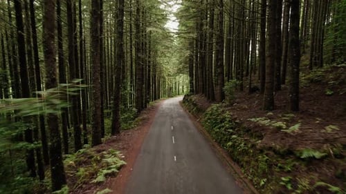 Pine trees forest with a narrow road
