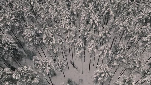 Drone flight over the forest in winter. Snow covered trees view from above
