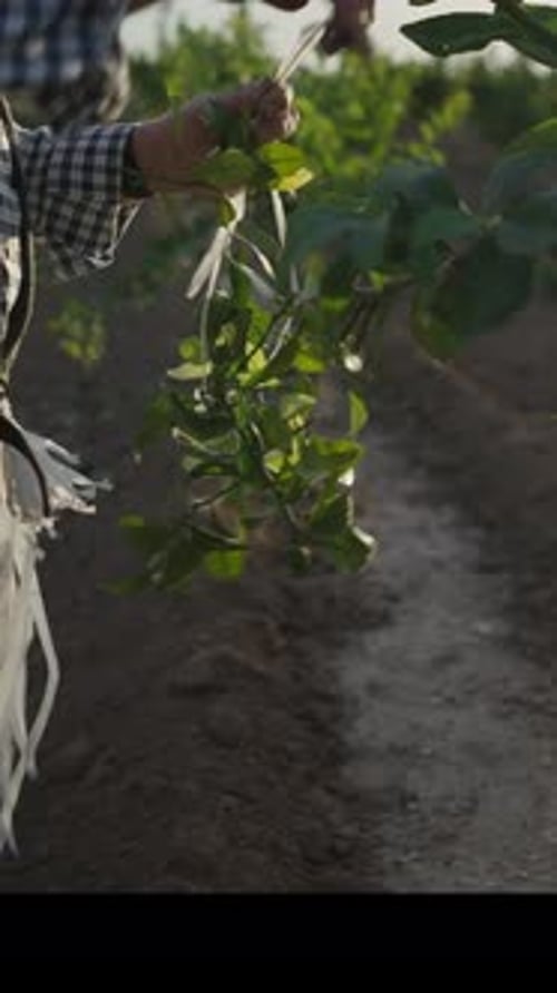 Fazendeiro irreconhecível corta galhos de laranjeira de perto