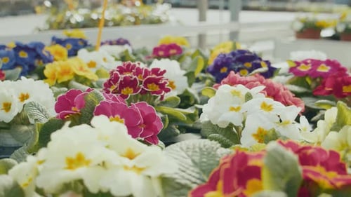 Rows of blooming primroses springtime flowers in garden centre greenhouse