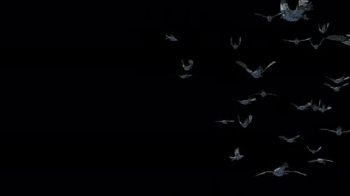 Realistic Flying Flock of Birds Alpha Channel Animation