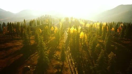 Rusty Railway Winding Through a Dense Pine Forest at Dusk