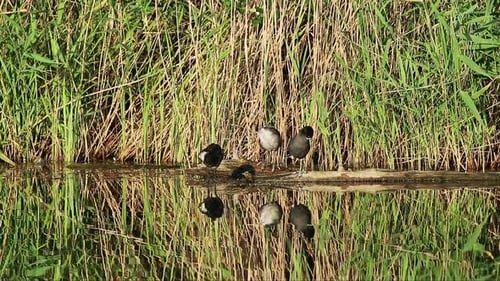 Four Coot Birds Standing Together on a Log