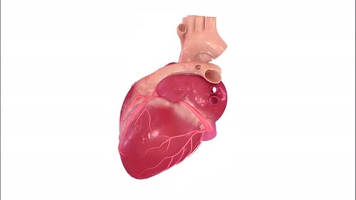 Lebendiges anatomisches Modell, das das menschliche Herz zeigt