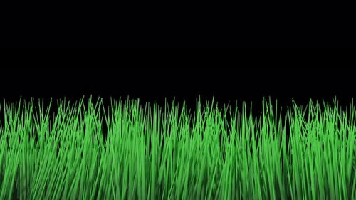 Swaying Green Grass Alpha Channel Animation