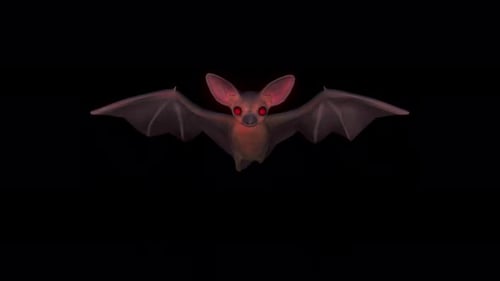 Flying Bat: Video in Endlosschleife