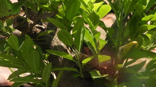 Red vented bulbul birds nest .