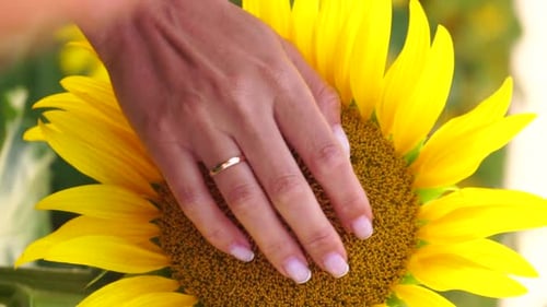 Woman Sunflower Field Woman Agronomist and Farmer Inspect Cultivated Sunflowers at Sunset Closeup of