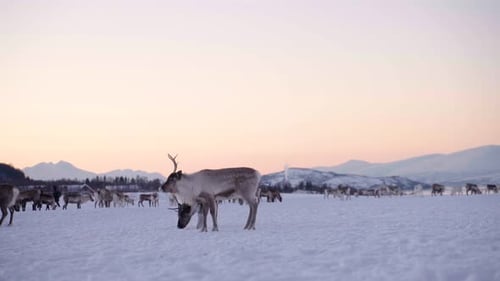 Caribou in winter pasture outside Tromso, Norway; low angle static
