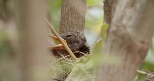Closeup side view of one blackbird chick on nest with open mouth in forest, day