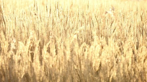 Golden wheat field basking in the sunset light of a beautiful autumn evening