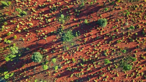 Aerial view of shrubland and red soil, Australia.