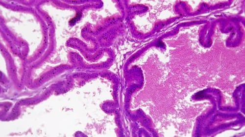 Microscopic Cells and Tissue Close Up View