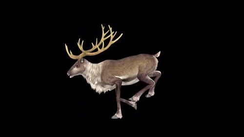 Reindeer Run Idle 2