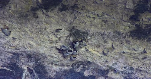 This is a static video of Cliff Swallows and their nest on the underside of a cave.