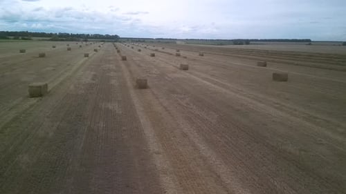 Yellow field with harvested wheat and hay bales. Aerial view of the field with square bales