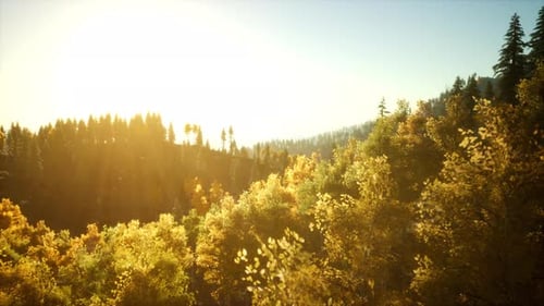 Coucher de soleil lumineux dans les montagnes avec forêt
