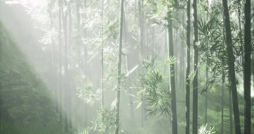 Enigmatic Bamboo Forest Softly Lit Creating an Ethereal Vibe
