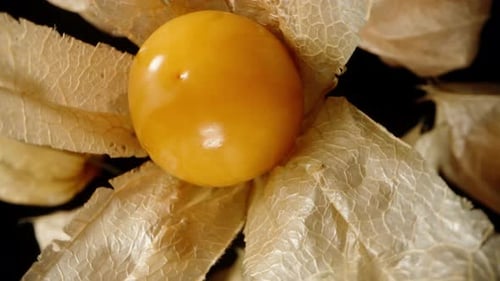 The peeled open Physalis berry rotates in a close-up view from the top.