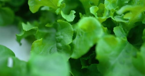 Footage close up of Fresh green oak lettuce salad, organic hydroponic vegetable