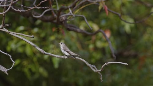 Small Bird Perched on a Tree Branch