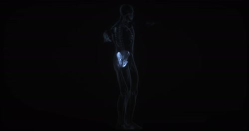 3D Holographic Skeleton Pelvic Bone Highlight Medical Animation