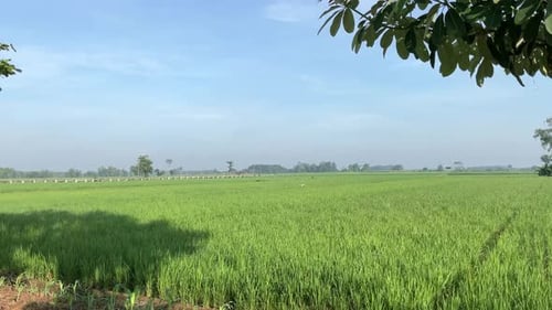 beautiful rice plants in the morni