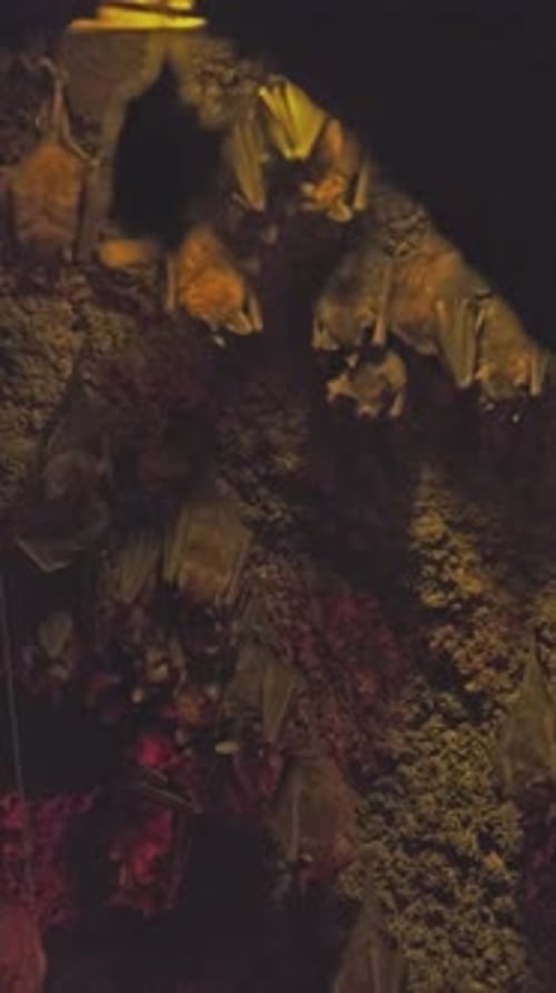Bats Hanging in Cave