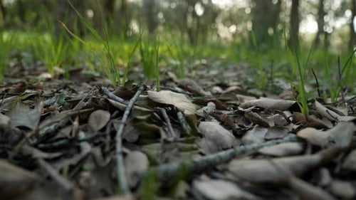 Brown leafs in the ground with green grass in the background.