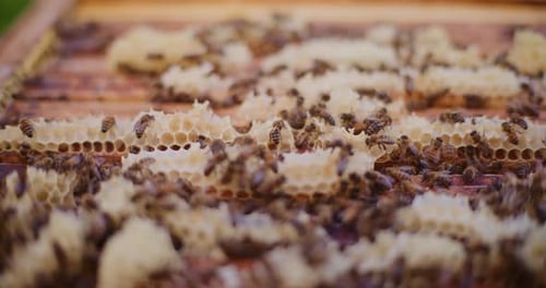 Honey Bees on Honeycomb