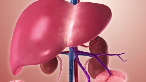 Anatomie détaillée du foie humain avec vaisseaux sanguins
