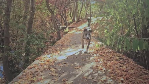 Slow Motion - Cute dog runs across bridge in wooded dog park in autumn.