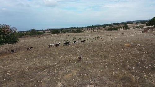 Aerial drone shot of a group of goats walking single file up a mountain slope in the wild.