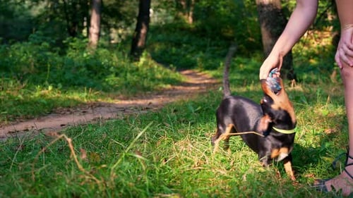 Dog Training Pets Carry Out Different Handler Commands Hunt Terrier Playing with Its Owner Outdoors