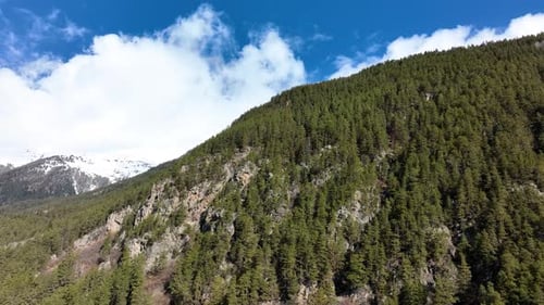Dense pine forest on mountain slope with snowy peak