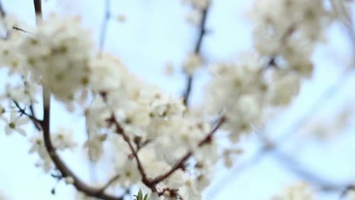 Spring Flowers on Cherry Tree on Blue Sky Background. White Flowers On