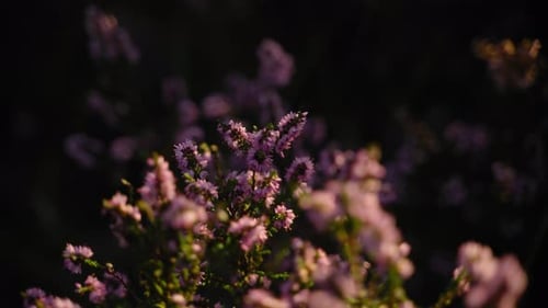 Atemberaubende rosa Heideblüten, die in der Morgensonne leuchten.