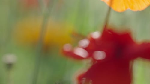 Close Up Colorful Wild Flowers
