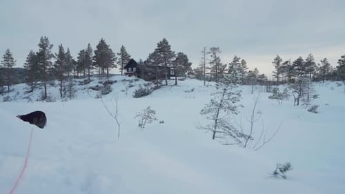 Husky Walking in Snowy Winter Wilderness