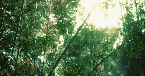 Lush Green Bamboo Forest with Sunlight Filtering Through the Leaves in Nature