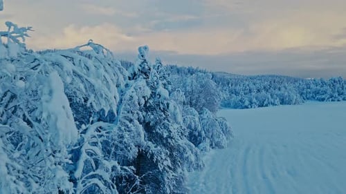 Dense Forest Of Evergreen Trees Covered In A Thick Layer Of Snow. Aerial Drone Shot