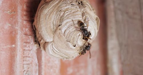 Intense Close Up Wasps Guarding Their Paper Nest on a Wall