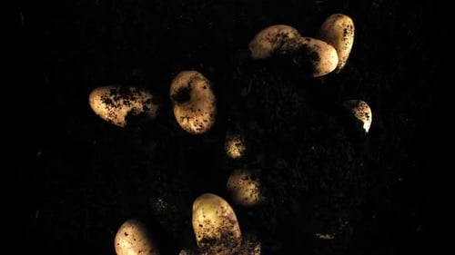 Potatoes Fly and Fall with the Ground Filmed on a Highspeed Camera at 1000 Fps