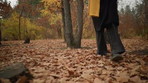 Majestic Autumn Walk Through Forest with Fallen Leaves