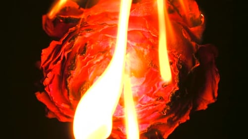Burning Red Rose Engulfed in Bright Flames
