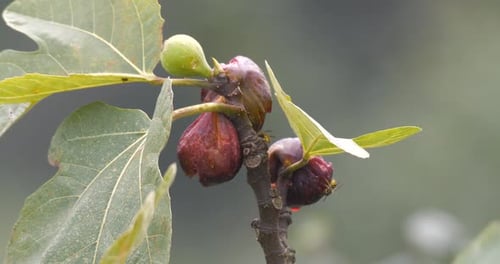 Figueira podre em galho e insetos